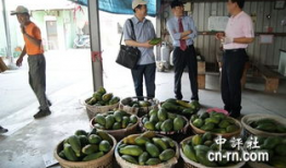 长春最新吃瓜事件爆料新闻,揭秘幕后真相，网络热议事件全解析